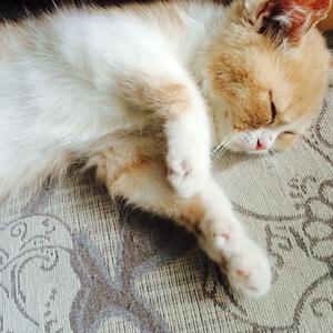 腹肌小奶狗导管视频大全
